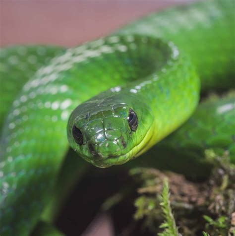 Snake .